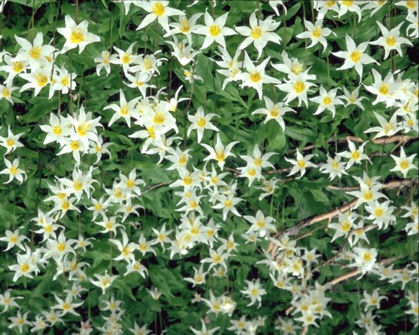 Flowers 274
