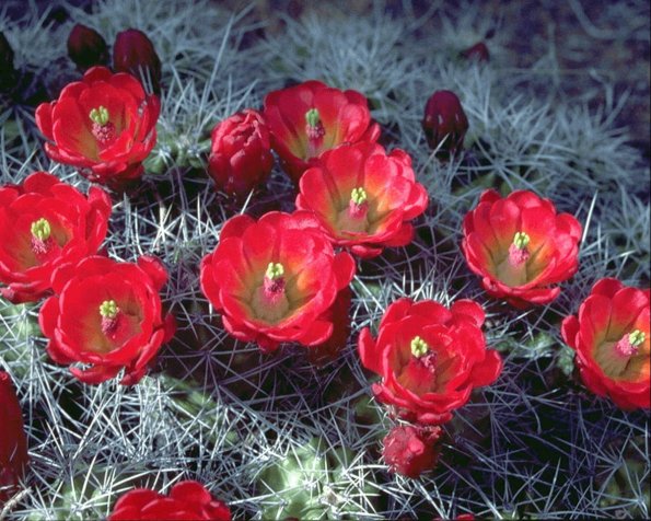 Flowers 275