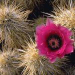 Flowers 276