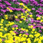 Flowers 277