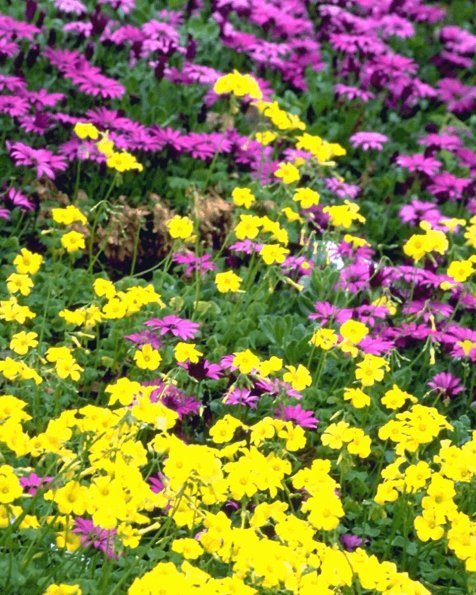 Flowers 277