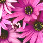 Flowers 278