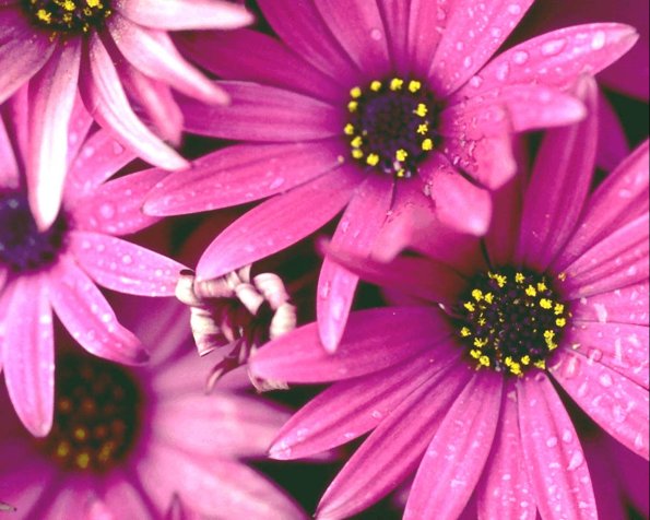 Flowers 278