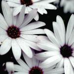 Flowers 279
