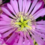 Flowers 280