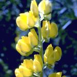 Flowers 281