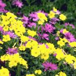Flowers 282
