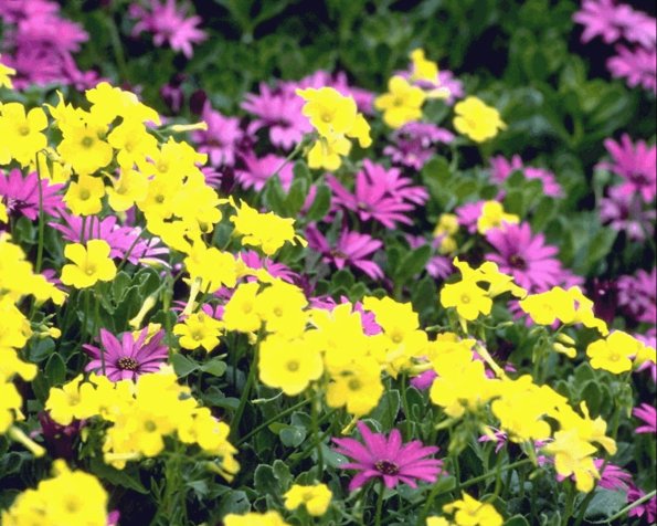 Flowers 282