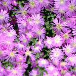 Flowers 283
