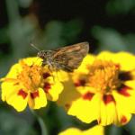 Flowers 284