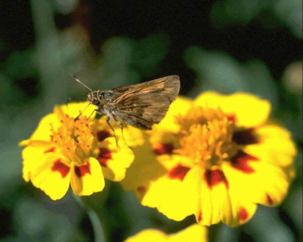 Flowers 284