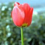 Flowers 285