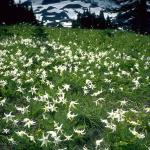Flowers 286