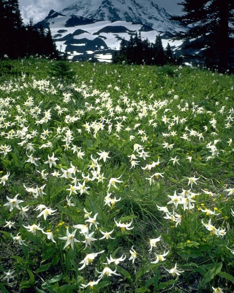 Flowers 286