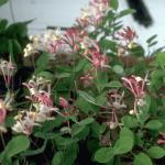 Flowers 287