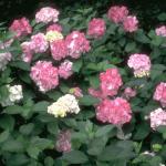 Flowers 288