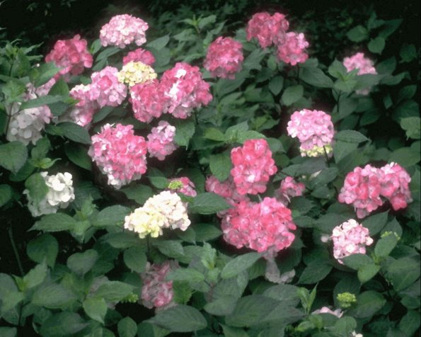Flowers 288