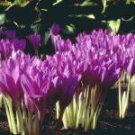 Flowers 289