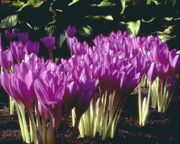 Flowers 289
