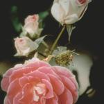 Flowers 290