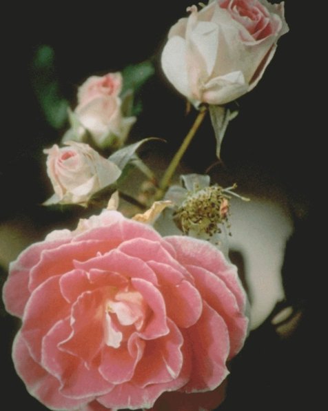 Flowers 290