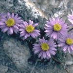 Flowers 291