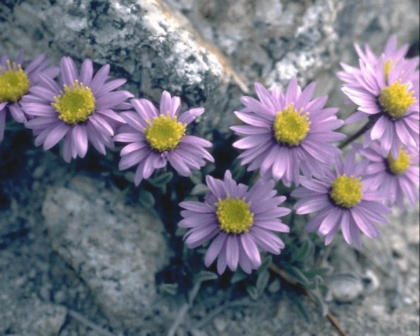 Flowers 291