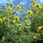 Flowers 292