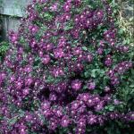 Flowers 293
