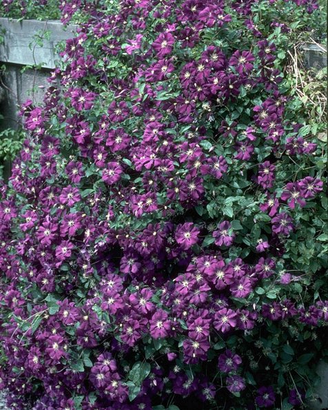 Flowers 293