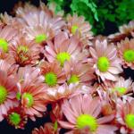 Flowers 294
