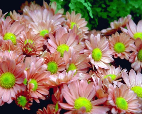 Flowers 294