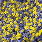 Flowers 295