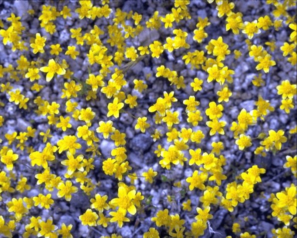 Flowers 295
