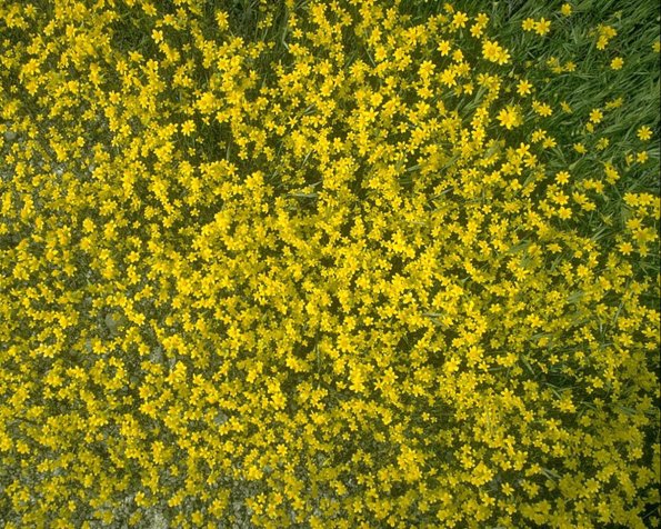 Flowers 296