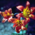 Flowers 297
