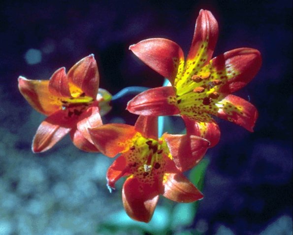 Flowers 297