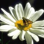 Flowers 298