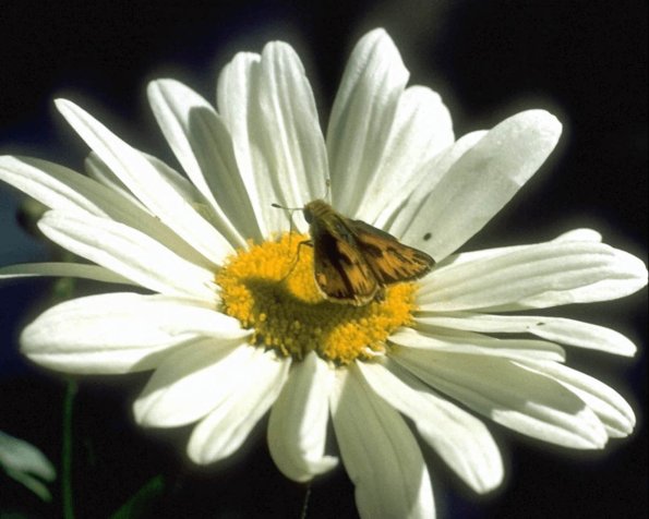 Flowers 298