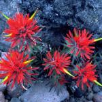 Flowers 299