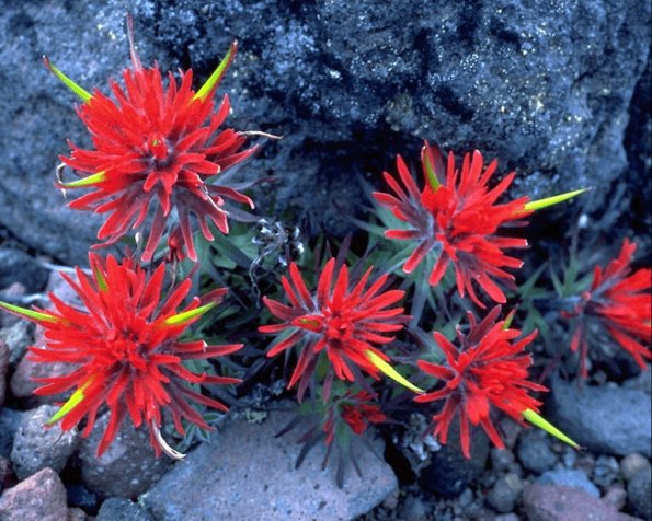 Flowers 299