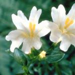 Flowers 300