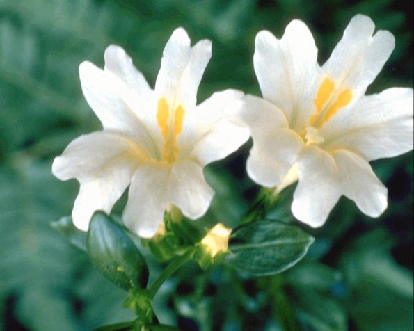 Flowers 300