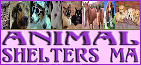 Animal Shelters MA