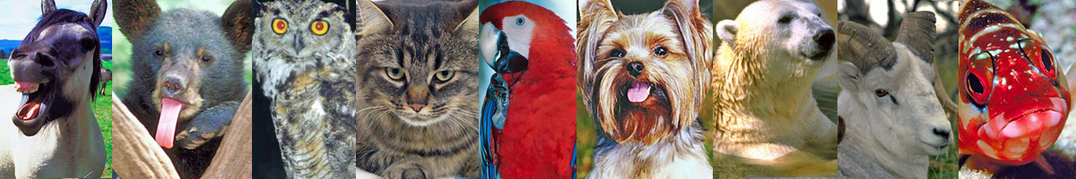 Fantasy Animal page header
