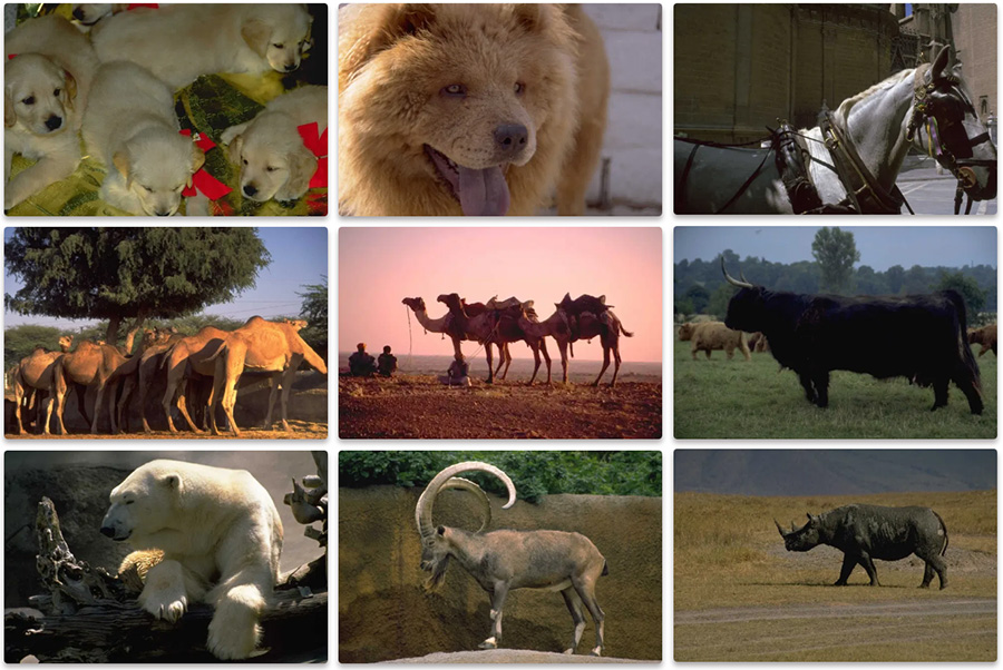 Virtual Animal Park and Zoo - various animal images
