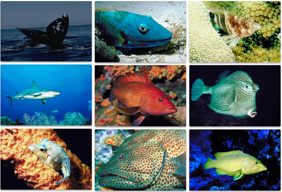 Virtual Aquarium