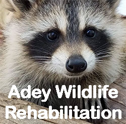 Adey Wildlife Rehabilitation