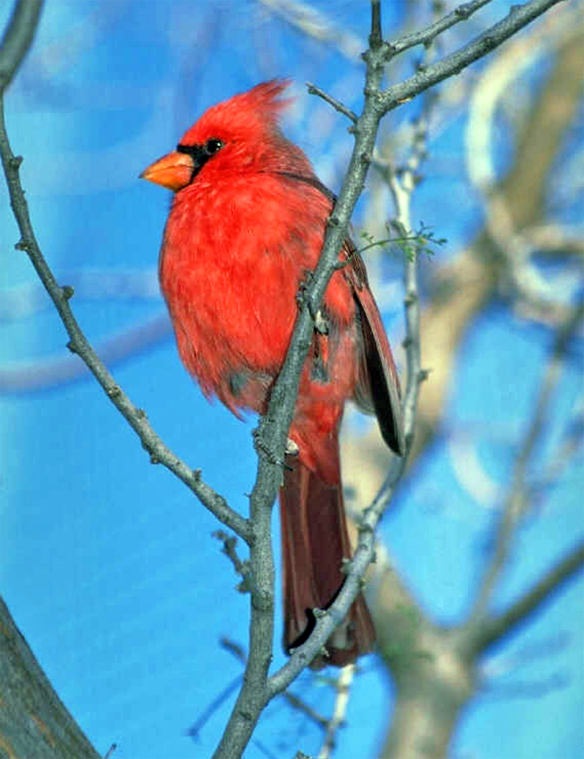 Cardinal on Blue Sky