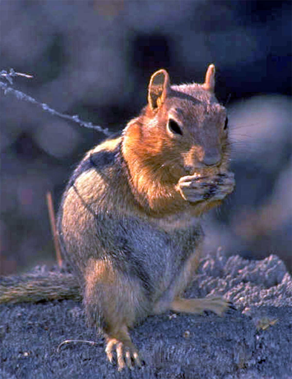 Scavenging Chipmunk